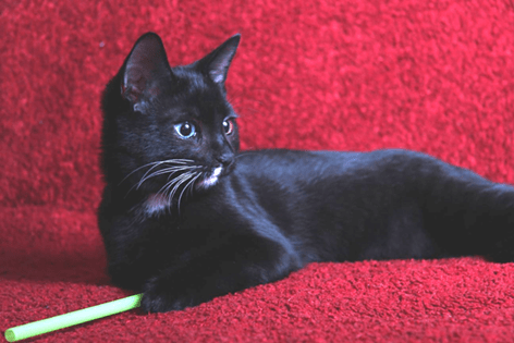 Черная кошка с белым пятном на мордочке